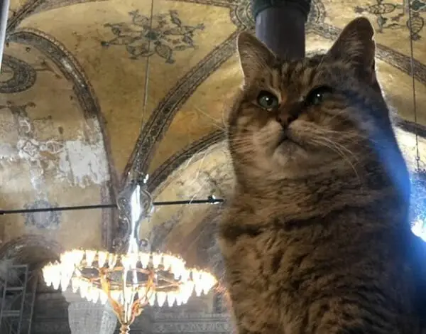 Kucing Penghuni Hagia Sophia Meninggal, Kolom Instagram Gli Ramai Ucapan Sedih