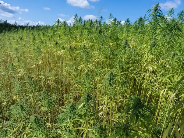 Ladang Ganja 10 Hektare Ditemukan di Lahan Perhutani Campaka Cianjur