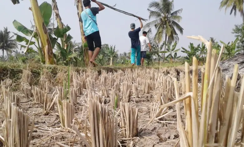 Lahan Kekeringan, Dinas Pertanian Imbau Petani Tanam Palawija