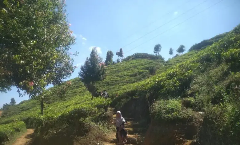 Libur Akhir Pekan, Kebun Teh Puncak Ramai Dikunjungi Wisatawan