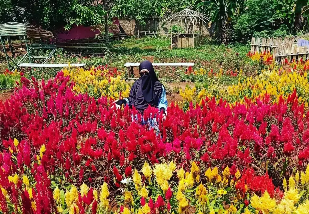 Lihat Nih Indahnya Bunga Celosia, Zinnia, dan Bunga Matahari di Ciranjang