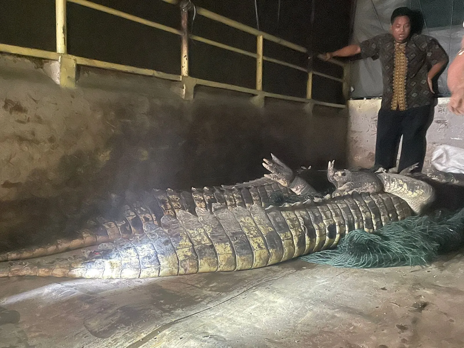 Lima Buaya di Cianjur Berhasil Dievakuasi, BKSD Jabar Ambil Tindakan Cepat