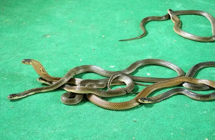 Lima Cara Cegah Ular Kobra Masuk Rumah Saat Hujan
