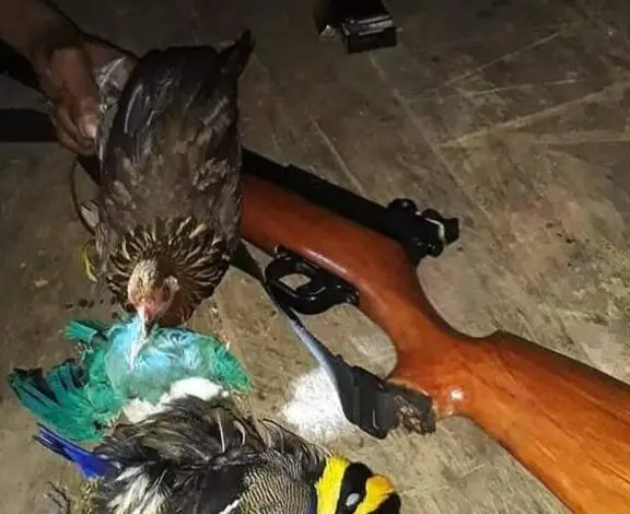 Marak Perburuan Satwa Langka, Perbakin Incar Pelaku
