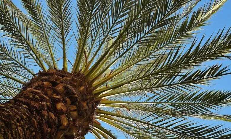 Masuk Daftar Kurma Termahal, Apa Manfaat Kurma Medjool?