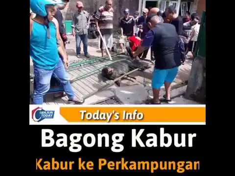 Masuk ke Perkampungan, Babi Hutan Hebohkan Warga Cijedil
