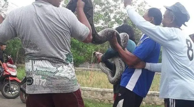 Mau Buang Air Besar, Nurjaya Malah Ketemu Ular Piton