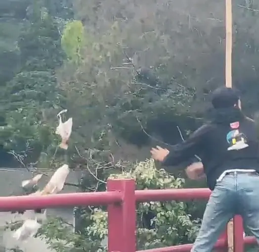 Memalukan! Pengendara Buang Sampah Sembarangan di Tengah Kemacetan Puncak