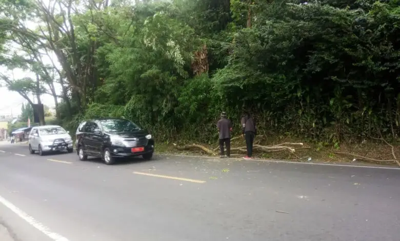 Membahayakan, Batang Pohon di Cipanas Jatuh Hampir Menimpa Mobil
