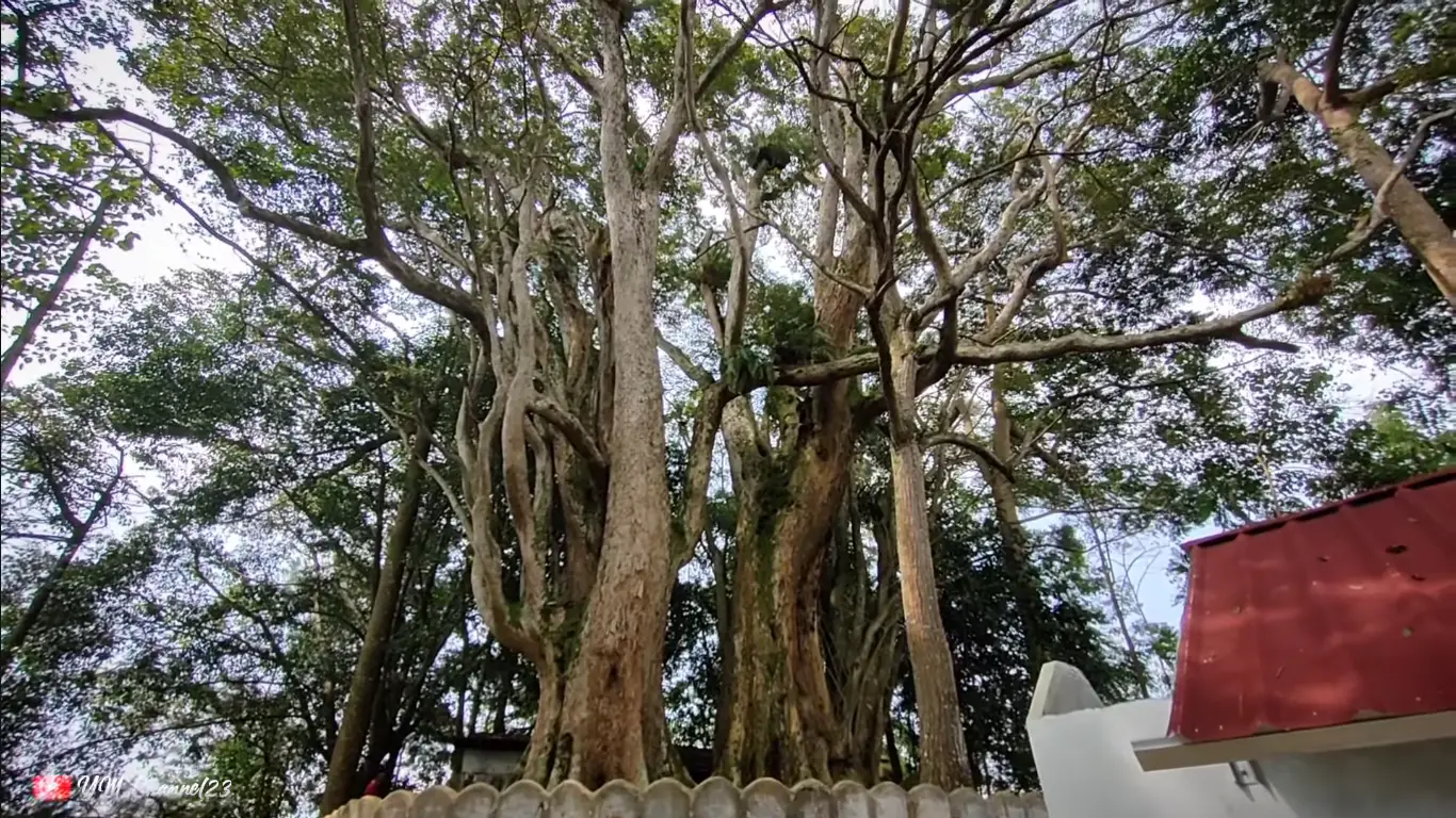 Misterius! Makam Eyang Haji Wijayanatakusuma di Cipanas Cianjur Punya Pohon Berlubang, Dijadikan Untuk Tempat Bertapa?