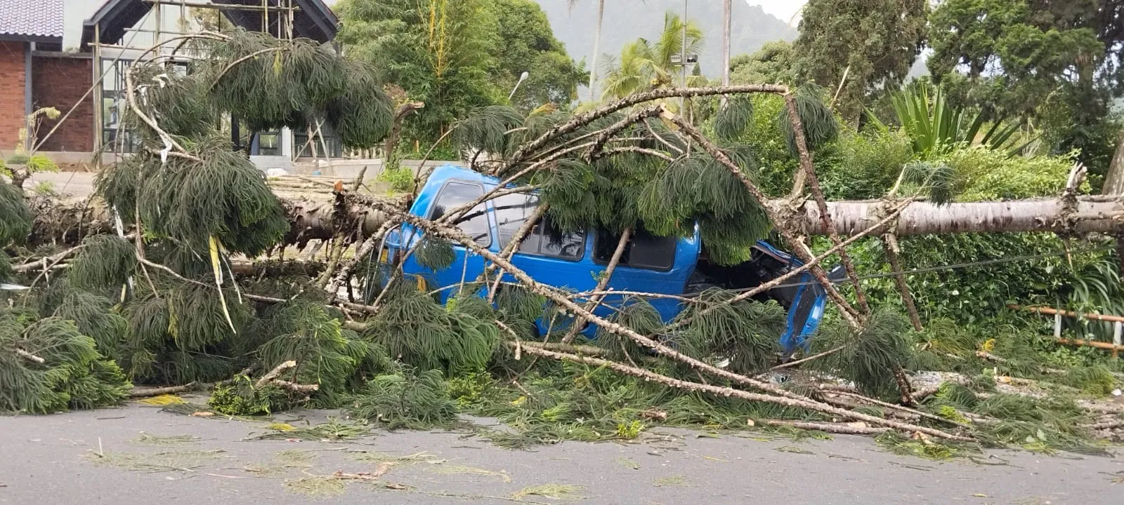 Mobil Angkot di Cugenang Cianjur Ringsek Tertimpa Pohon, Sopir dan Penumpang Selamat