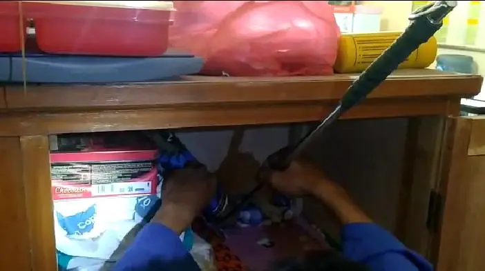 Ngeri! Ada Ular Sapi Masuk ke Ruang Guru SMA Pasundan 2 Cianjur