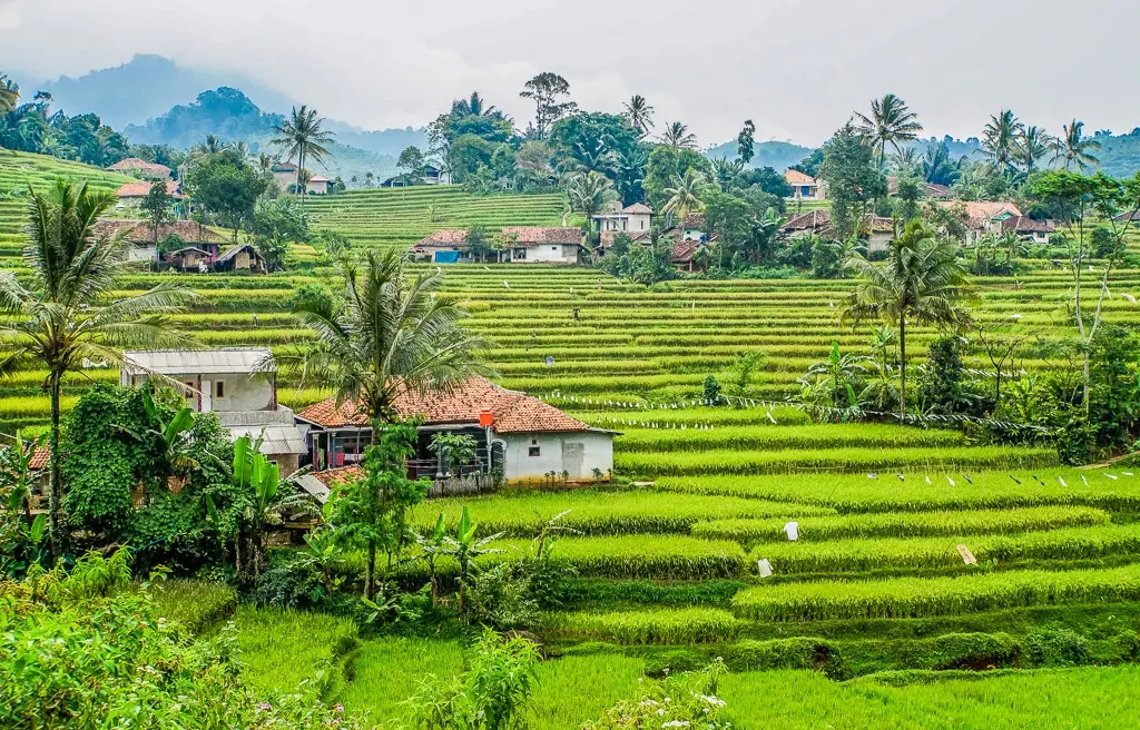 Panen Melimpah, Harga Anjlok! Petani Cianjur Terancam Rugi Besar di Tengah Program Pertanian Pemerintah