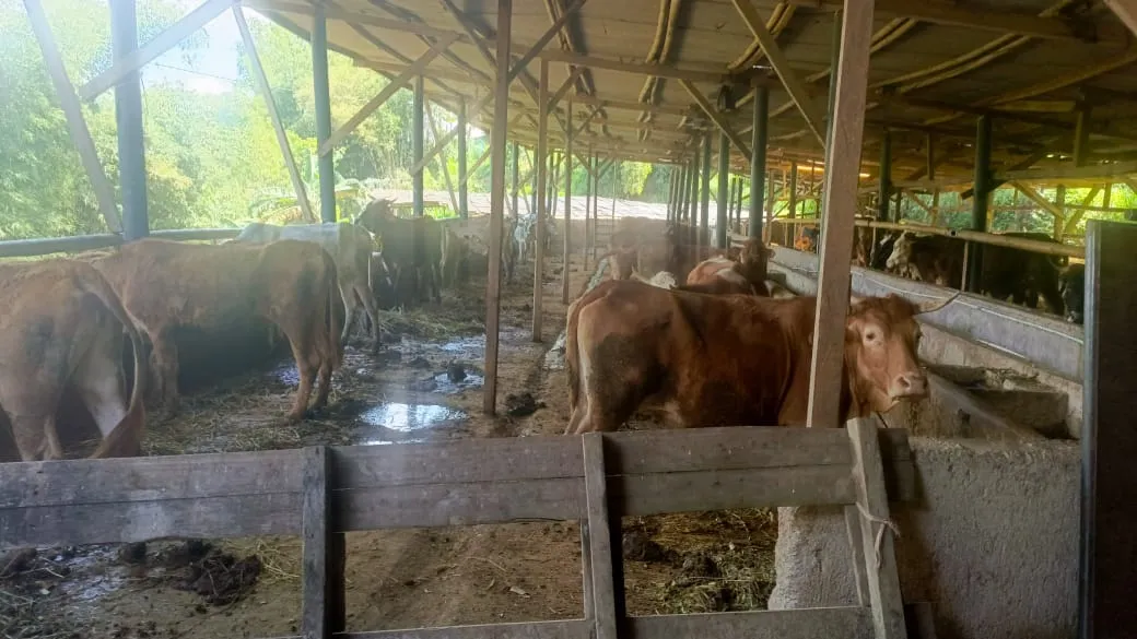 Pemerintah Akan Impor 200 Ribu Sapi Perah Hingga Akhir 2025 untuk Program Makan Bergizi Gratis