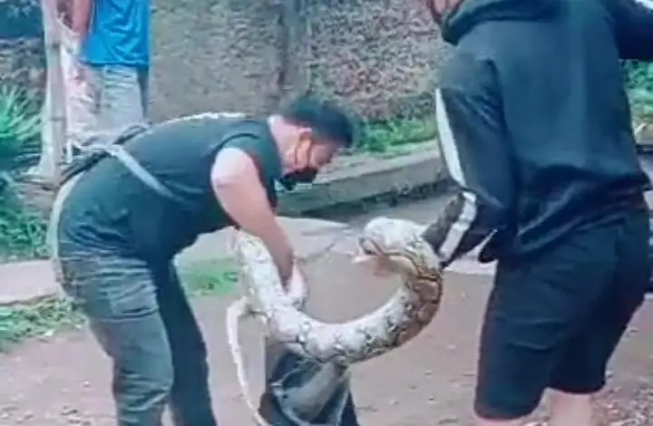 Pemuda Cianjur Tangkap Ular Sendok, King Kobra, dan Sanca di Rumah