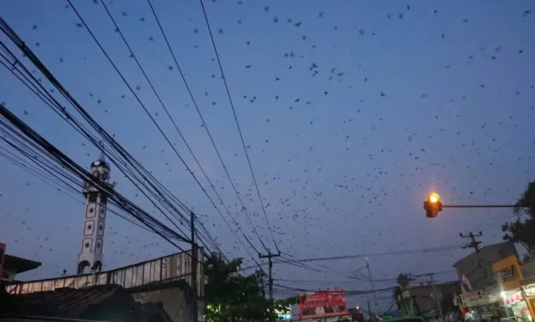 Penampakan Burung Layang-layang di Langit Ciranjang, Ada yang Ngeh?