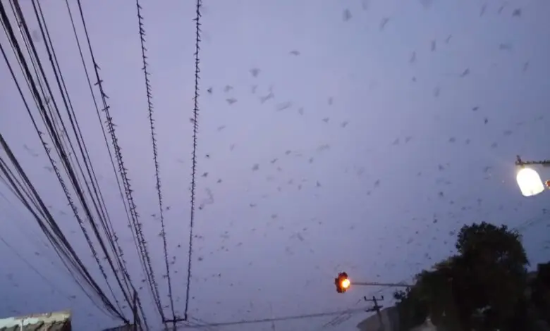 Penampakan Ribuan Burung 'Kepung' Ciranjang, Pertanda Apa?