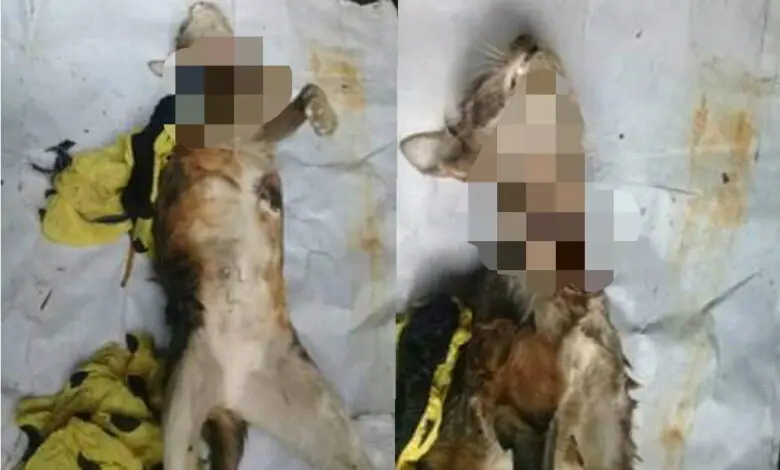Penemuan Bangkai Kucing dengan Leher Digorok Viral, Warganet Geram