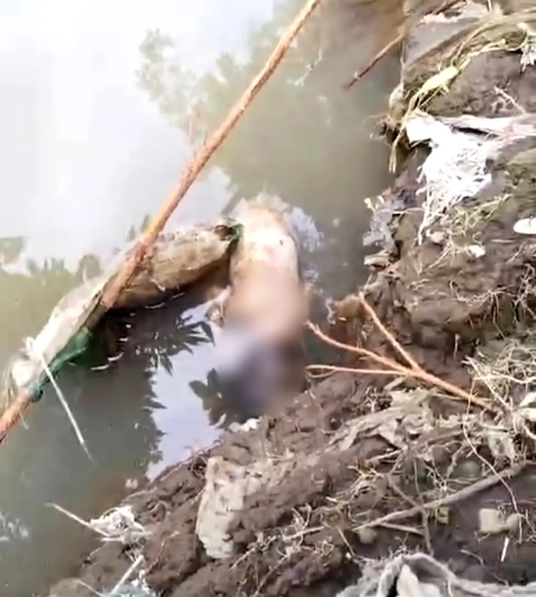 Penemuan Mayat Bayi di Sungai Sukaluyu, Warga Cianjur Gempar