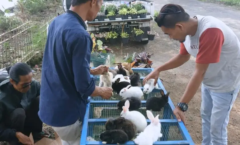 Penjual Anak Kelinci di Bojongpicung Laris Manis Selama Ramadan