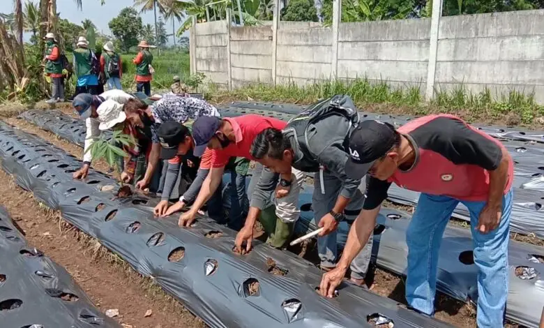 Perkuat Ekonomi, Petani Desa Sindangasih Budi Daya Tanaman Porang