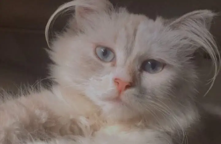 Pernah Mimpi Didatangi Kucing? Berikut Penjelasan dan Artinya