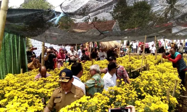 Pertama di Indonesia, Panen Bunga Krisan Dataran Rendah di Cianjur