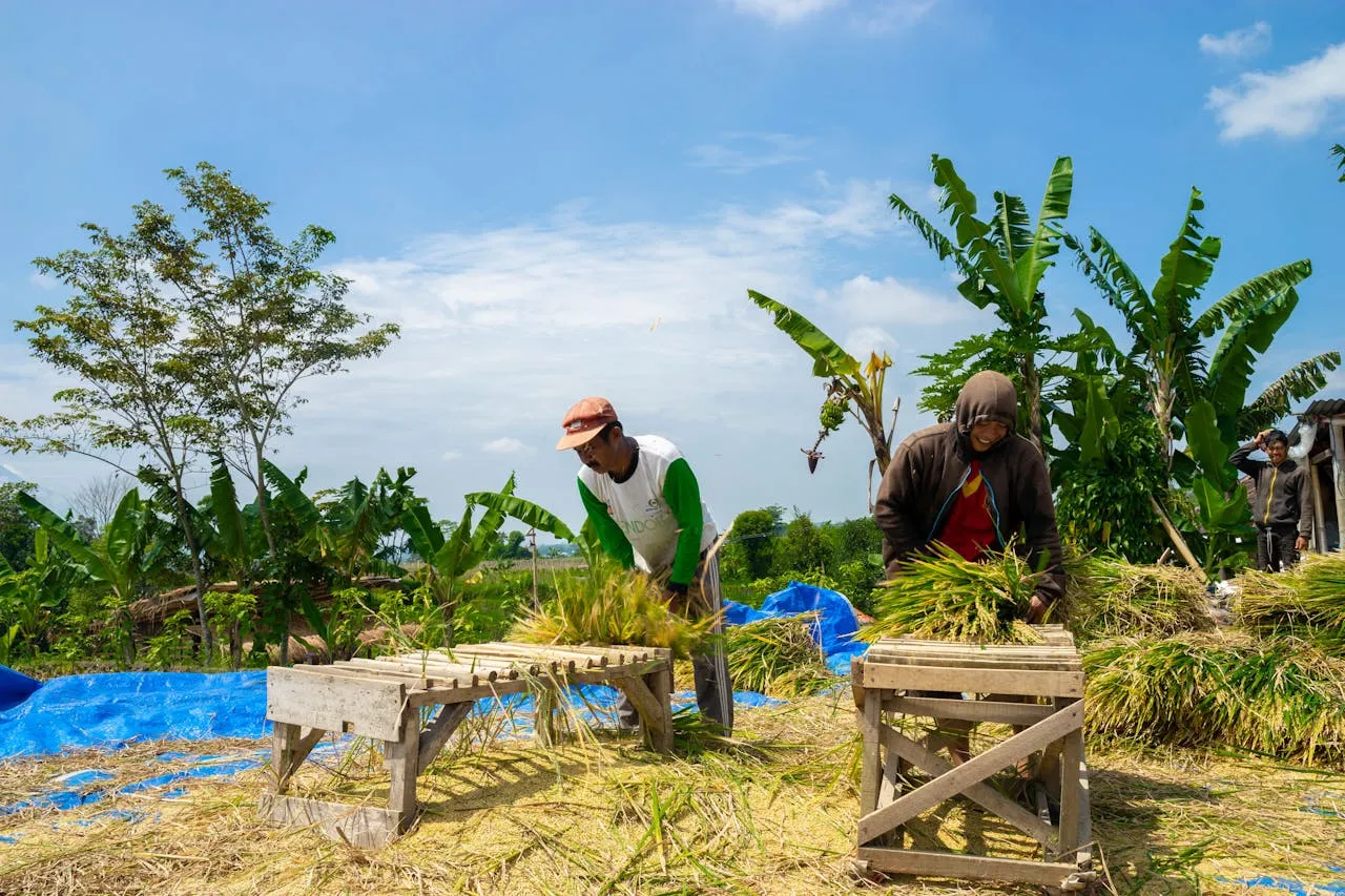 Perum Bulog Targetkan Penyerapan 3 Juta Ton Beras dari Petani Lokal di 2025
