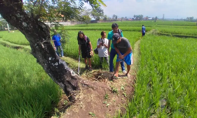 Petani Cianjur Tewas Dipatuk Ular, Dede Inoen Temukan Banyak Sisik Kobra di Lokasi