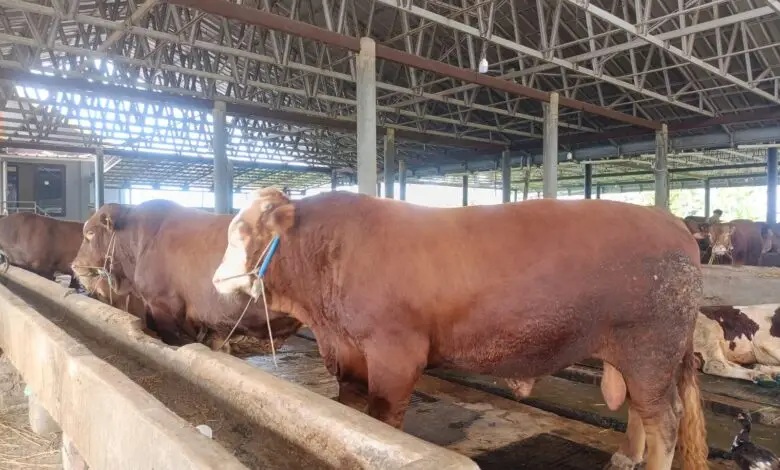 Peternakan Sapi di Cianjur Dapat Order dari Istana, Presiden Pesan Tiga Ekor Sapi