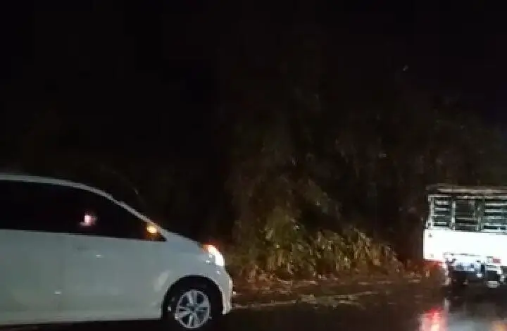 Pohon Bambu Tumbang di Jalur Puncak Tutupi Setengah Badan Jalan