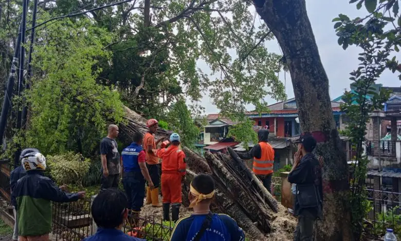 Pohon Besar di Pinggir Jalan Amalia Rubini Cianjur Tumbang