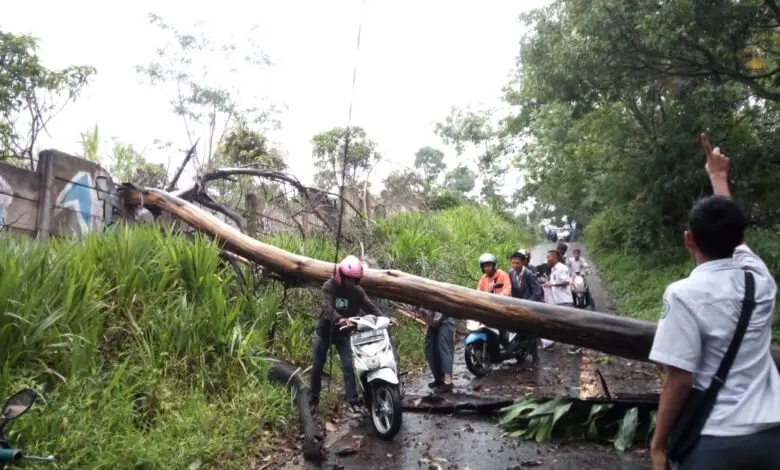 Pohon di Cianjur Bertumbangan, Lihat Cara Pemotor Ini Lewati Jalan
