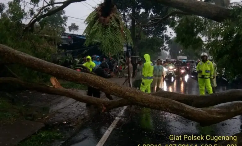 Pohon di Cijedil Tumbang, Jalur ke Puncak Terhalang