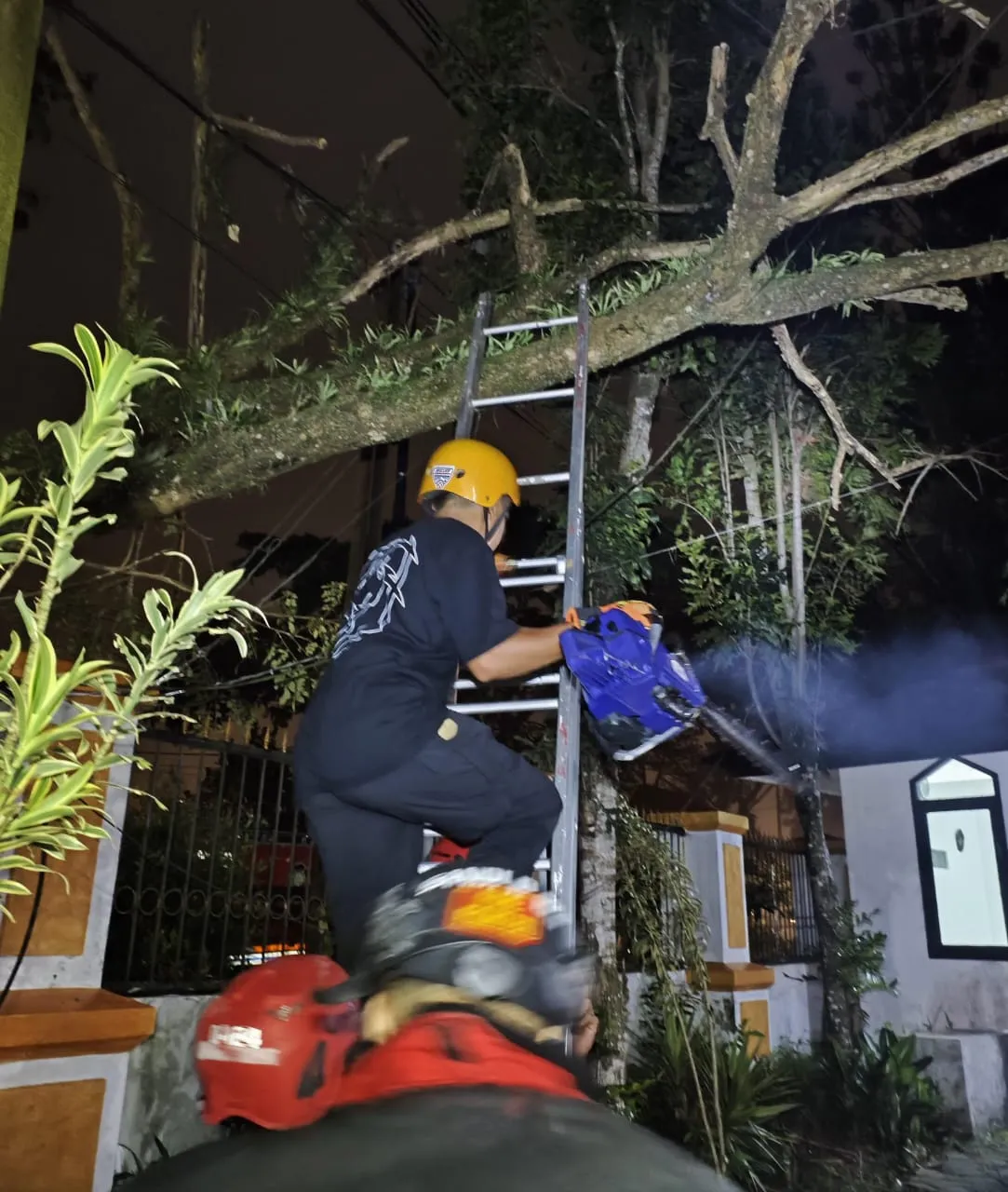 Pohon Trembesi Lapuk Hampir Timpa Puskesmas Sukaresmi, Evakuasi Libatkan Relawan