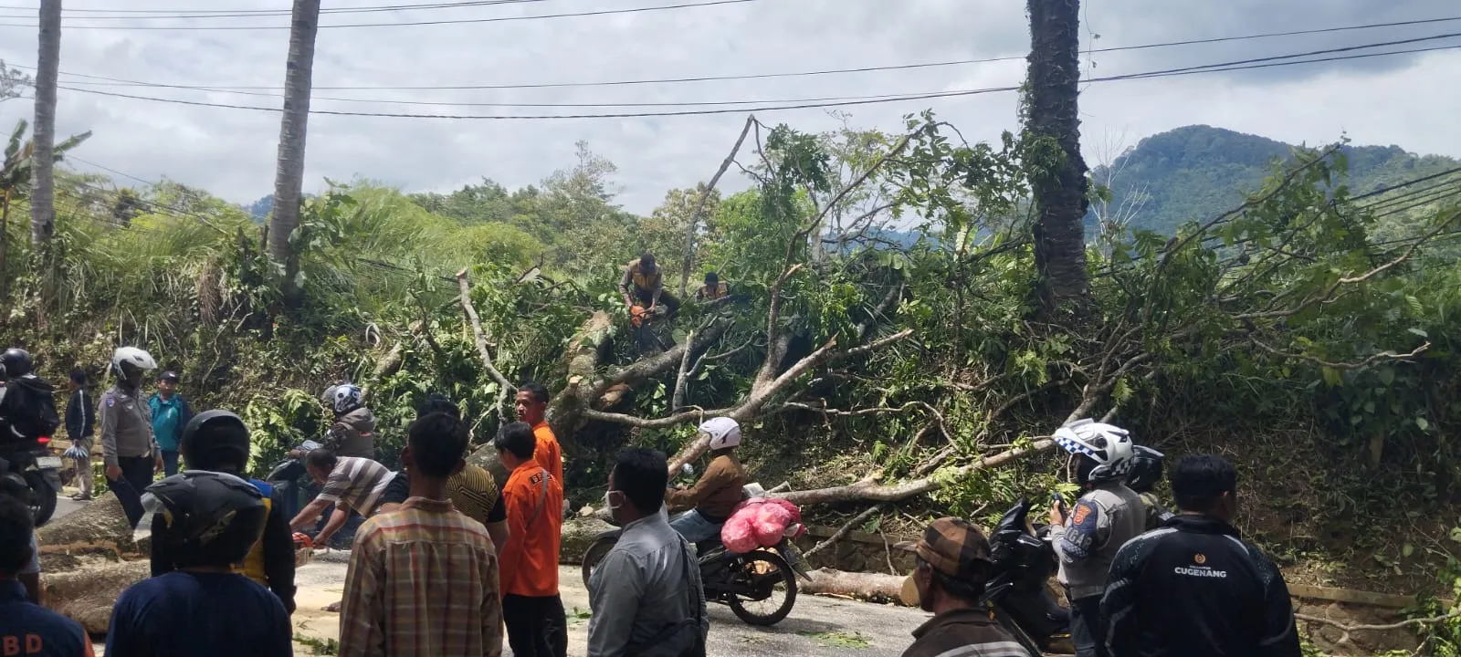 Pohon Tumbang Akibat Angin Kencang di Cugenang Sebabkan Kemacetan Parah