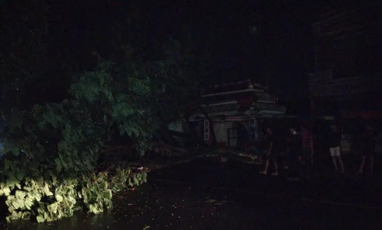 Pohon Tumbang di Cikidang Cianjur, Sebagian Badan Jalan Lumpuh