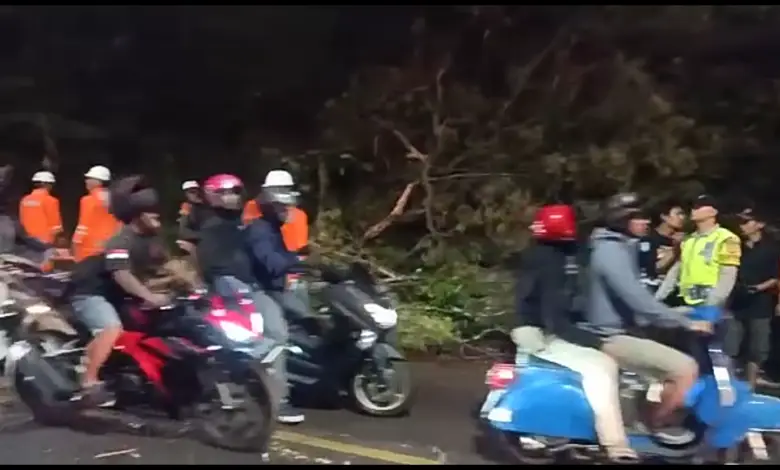 Pohon Tumbang di Cugenang Berhasil Dievakuasi