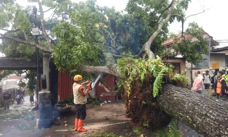 Pohon Tumbang di Jalan Raya Ciherang Pacet hingga Menyebabkan Kemacetan Parah