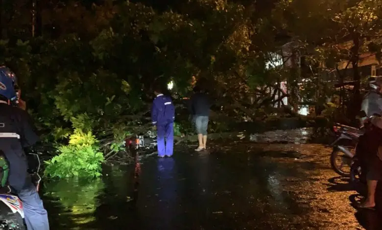 Pohon Tumbang di Jalan Siliwangi Cianjur, Ada Sepeda Motor Tertimpa!