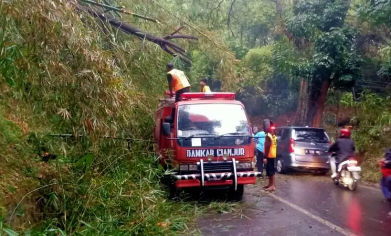 Pohon Tumbang, Jalan Penghubung Cibeber - Cianjur Selatan Macet