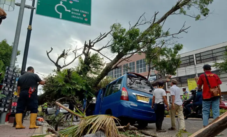 Pohon Tumbang Menimpa Angkot di Bypass Cianjur