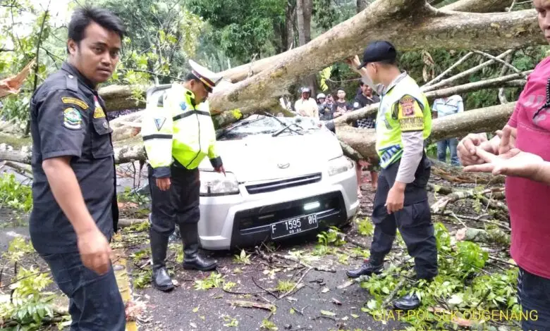 Pohon Tumbang Timpa Mobil, Jalur Puncak Ditutup di Cugenang