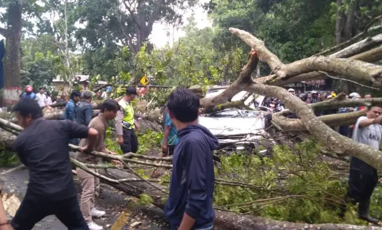 Pohon Tumbang Timpa Mobil, Suami Istri Asal Sukabumi Selamat