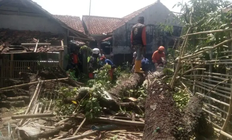 Pohon Tumbang Timpa Tiga Rumah dan Kandang Bebek di Cilaku