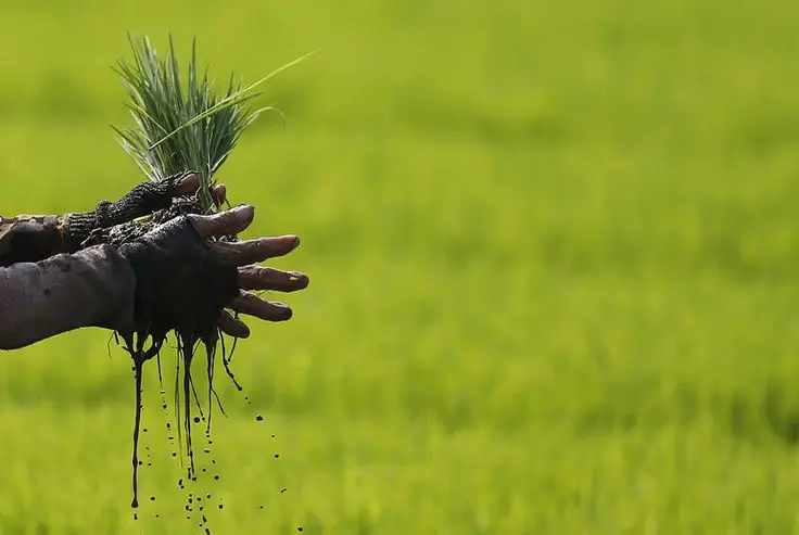 Profesi Petani Kurang Digemari Generasi Muda Cianjur, Mau Dikemanakan Potensi Agraria di Kota Santri?