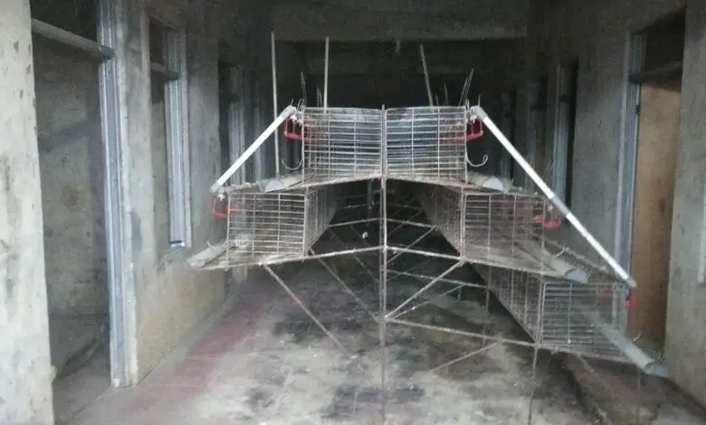 Ratusan Ayam Petelur Mati, Peternak Di Ciranjang Merugi 100 Juta