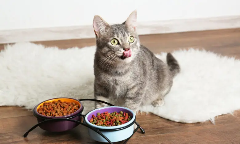 Rekomendasi Makanan Kucing di Alfamart, Lebih Murah Banyak Promo!