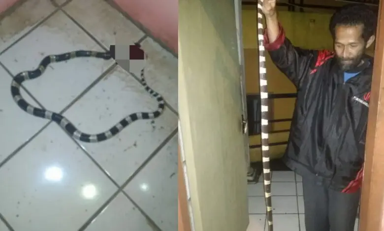 Rumah di Cipanas Kemasukan Ular Weling, Warga Nyaris Dipatuk