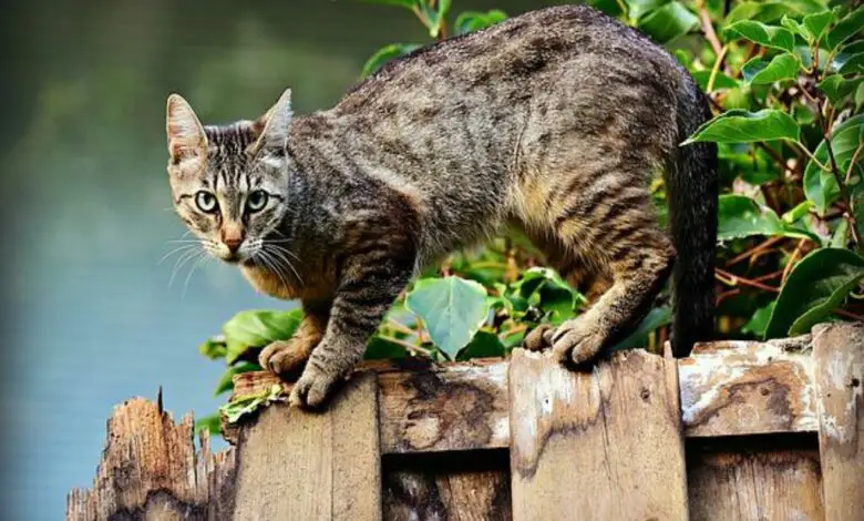 Rumah Didatangi Banyak Kucing Bisa Jadi Karena Pertanda Ini!